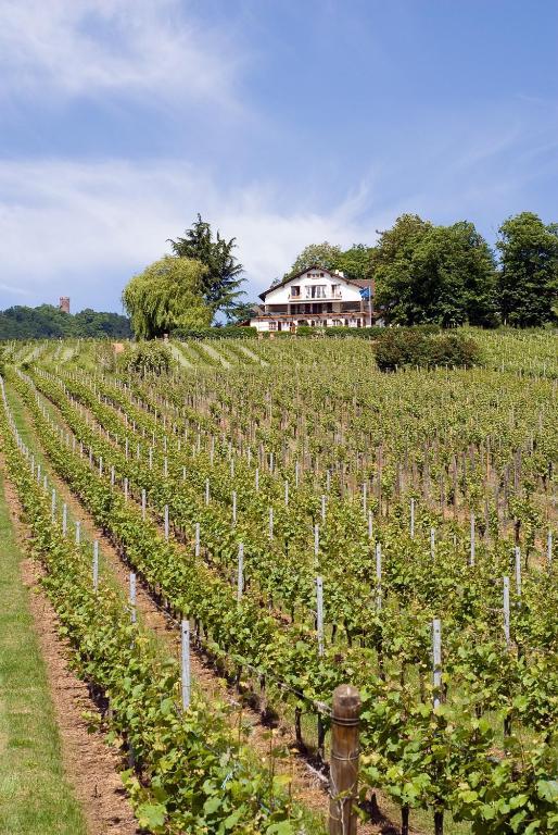 Le Clos Saint-Vincent Ribeauvillé Kültér fotó