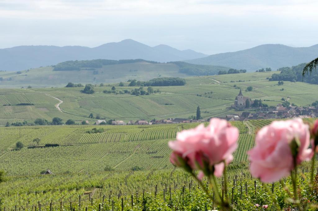 Le Clos Saint-Vincent Ribeauvillé Kültér fotó