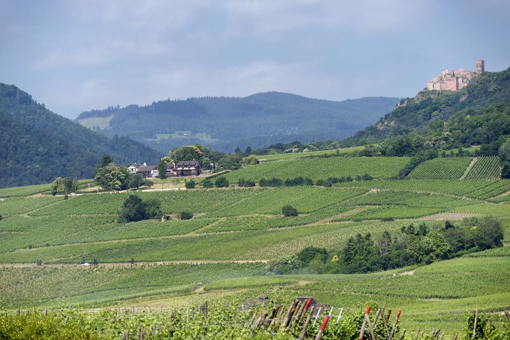 Le Clos Saint-Vincent Ribeauvillé Kültér fotó