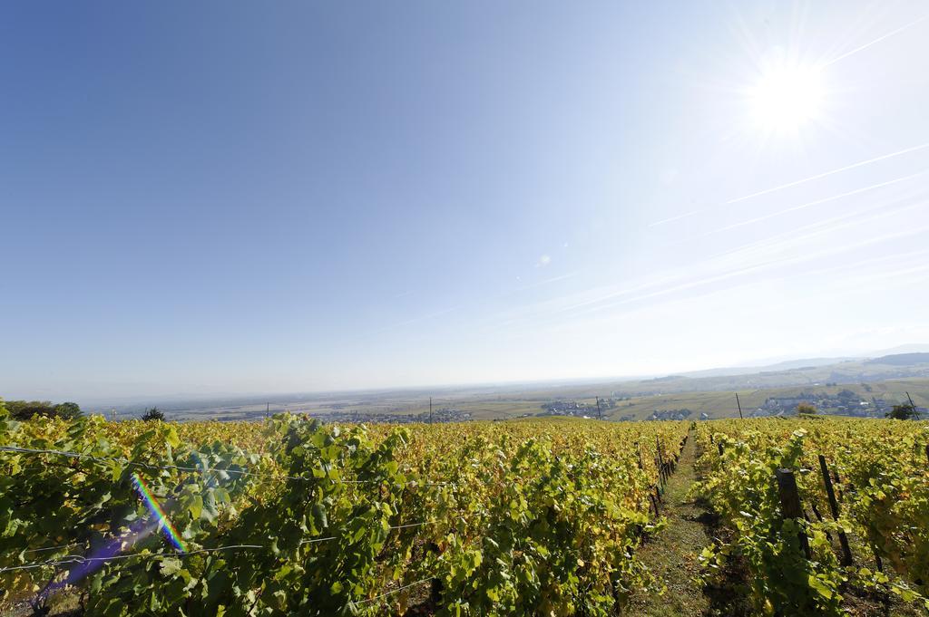 Le Clos Saint-Vincent Ribeauvillé Kültér fotó